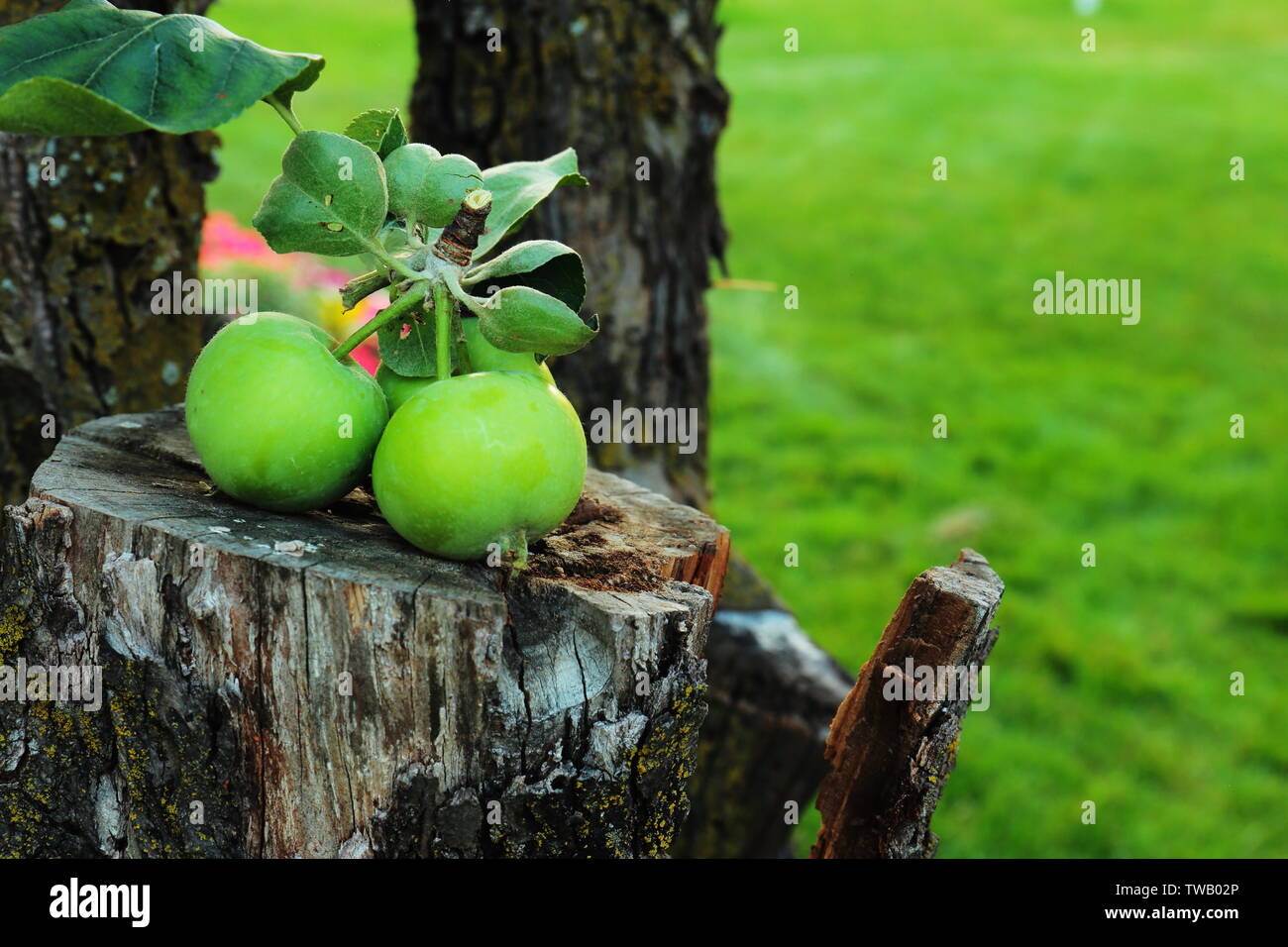 Bunch of green apples with leaves attached sitting on sawed off portion of apple tree tree Stock Photo
