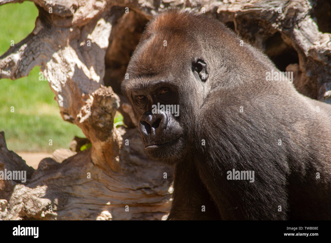 adult gorilla male in a state of captivity Stock Photo