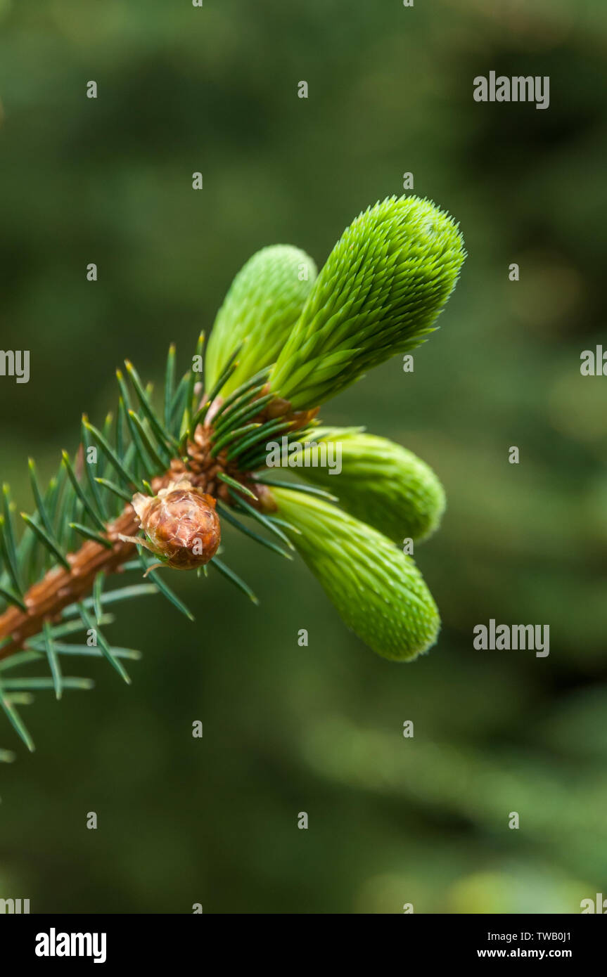 Close up of fresh green sprouts growing on a branch of a pine tree during spring in a forest. Stock Photo