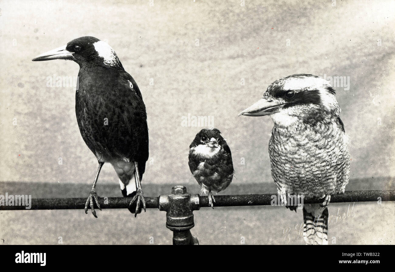 three-birds-of-australia-magpie-butcherird-and-kookaburra-stock-photo