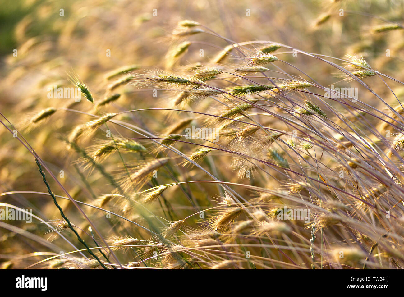 Dry grass in the field at sunset Stock Photo