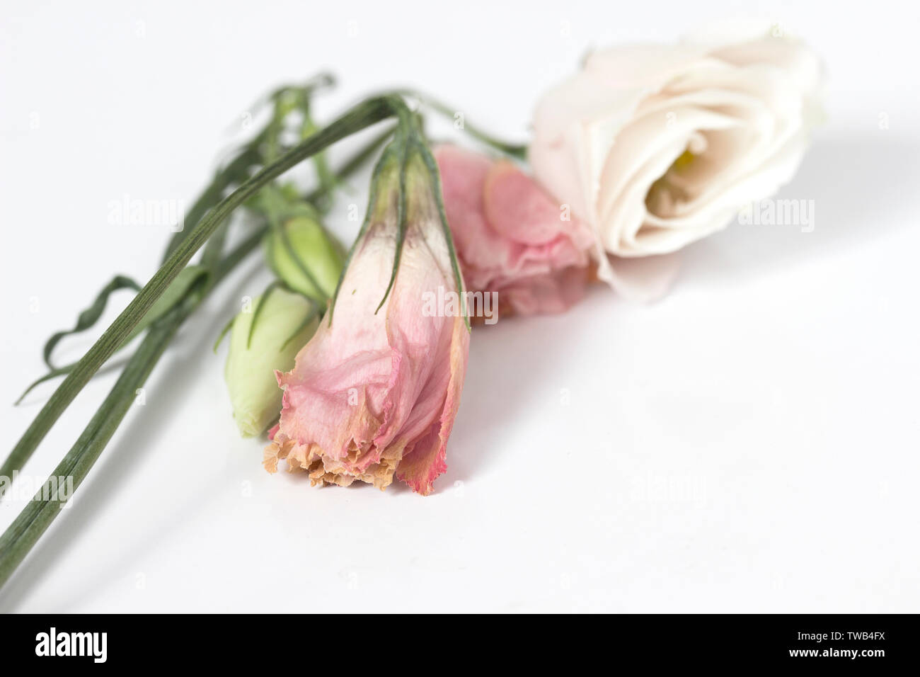Dried flower over white background. Wilted flowers Stock Photo