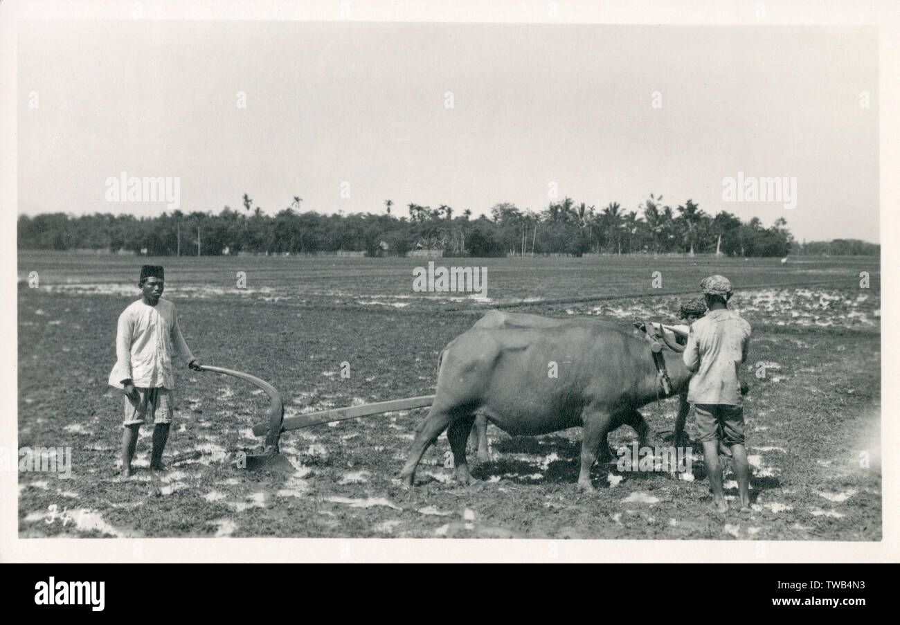 Java, Indonesia - Ploughing with a team of oxen Stock Photo