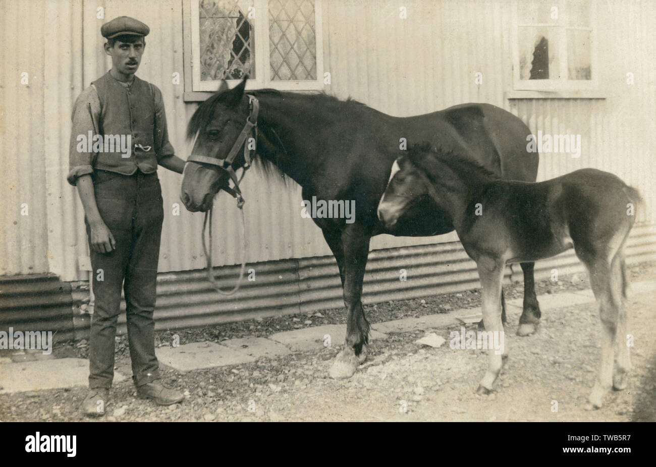 A stablehand and his charges - Horse and Foal Stock Photo