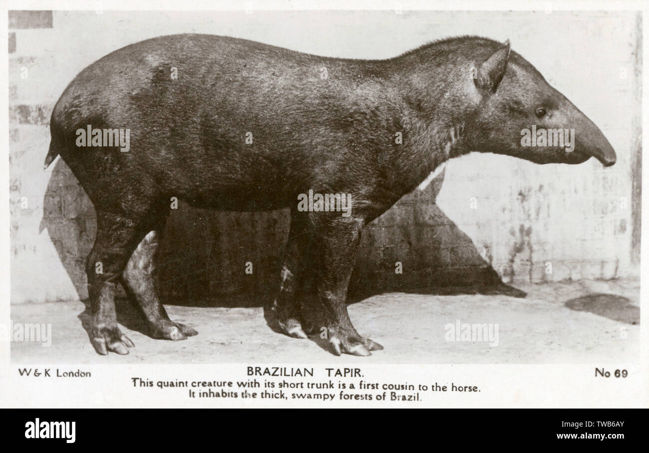 Brazilian Tapir - Native to thick, swampy forests of Brazil Stock Photo