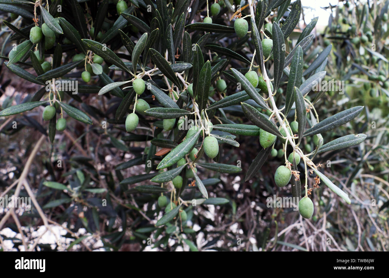 Olive tree with olives in Israel Stock Photo Alamy