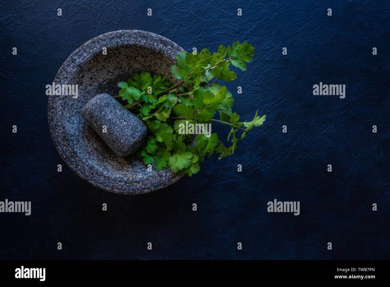 Coriander fresh cilantro in a molcajete mortar and pestle Stock Photo