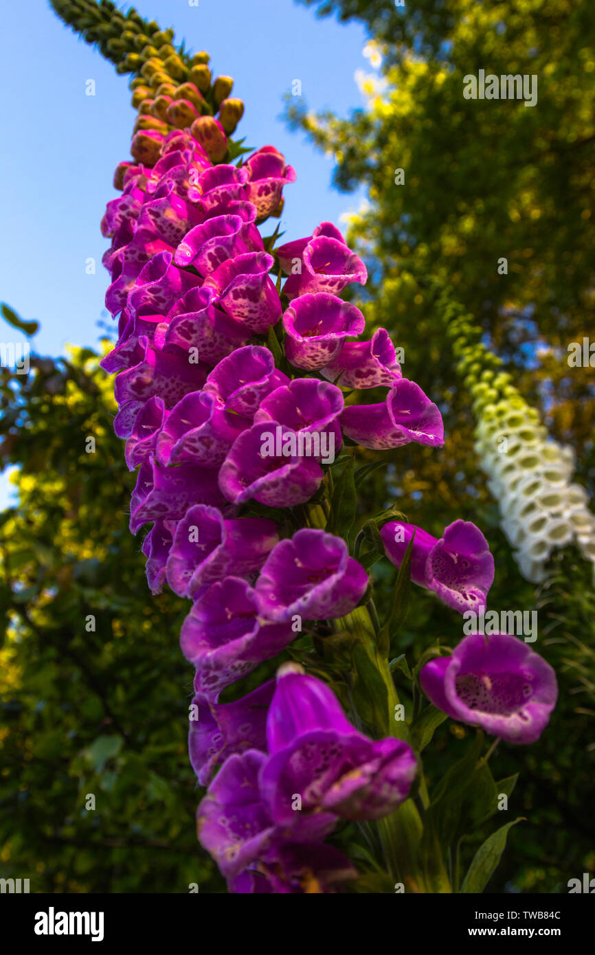 Blue Foxglove Flowers