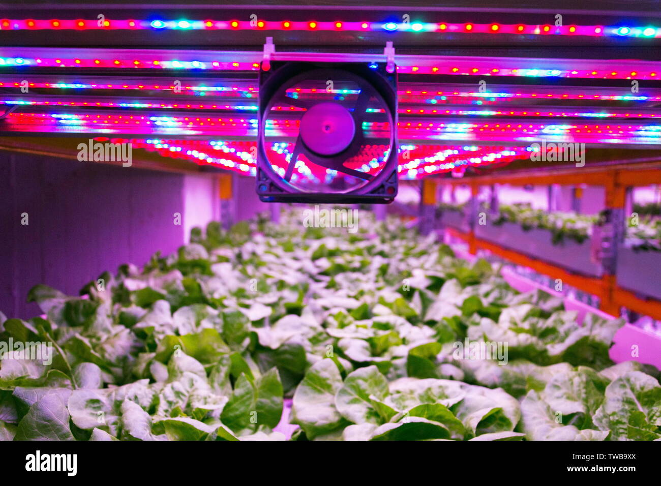 Ventilator and special LED lights belts above lettuce in aquaponics ...
