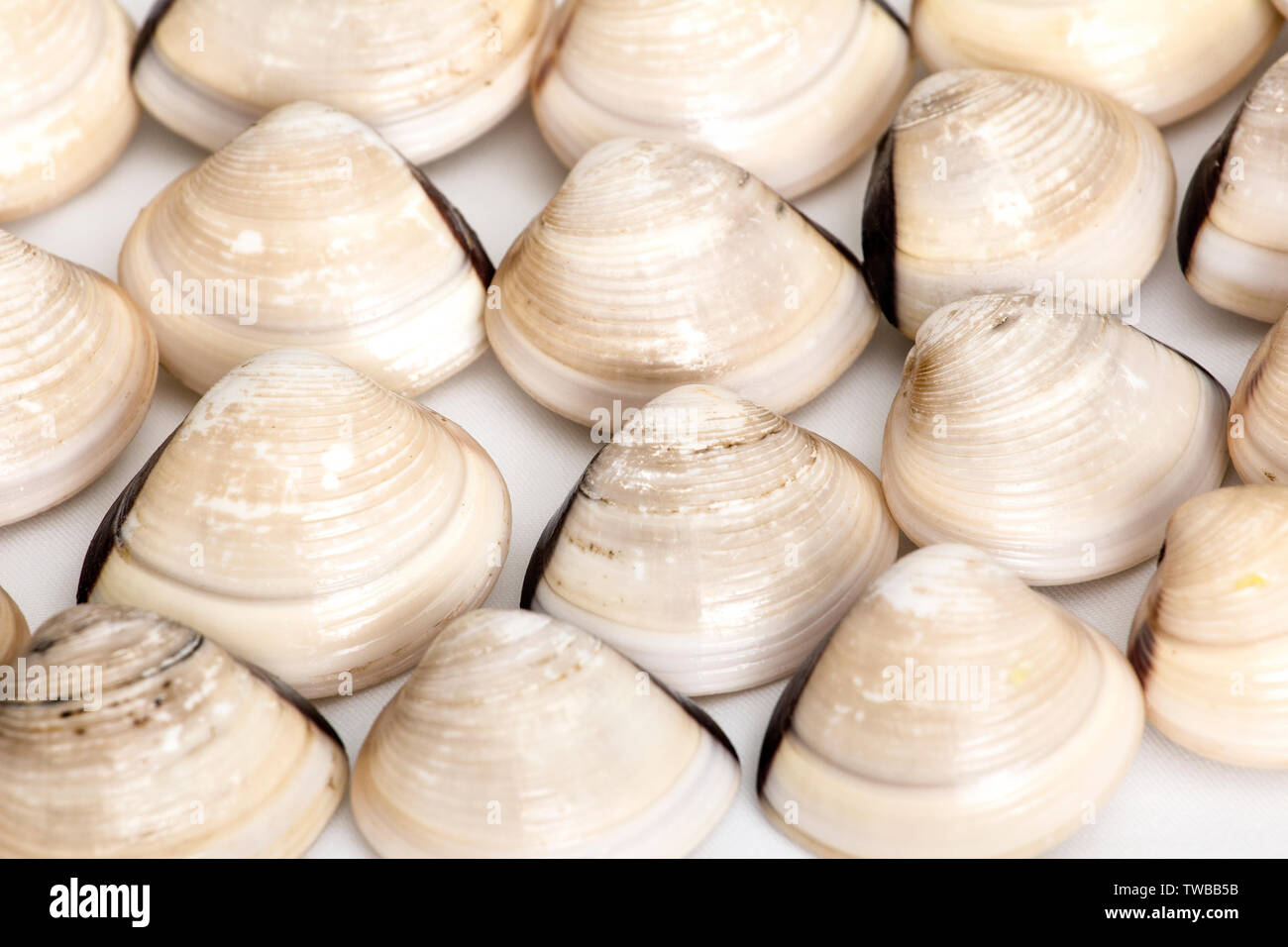 Baibei Stock Photo