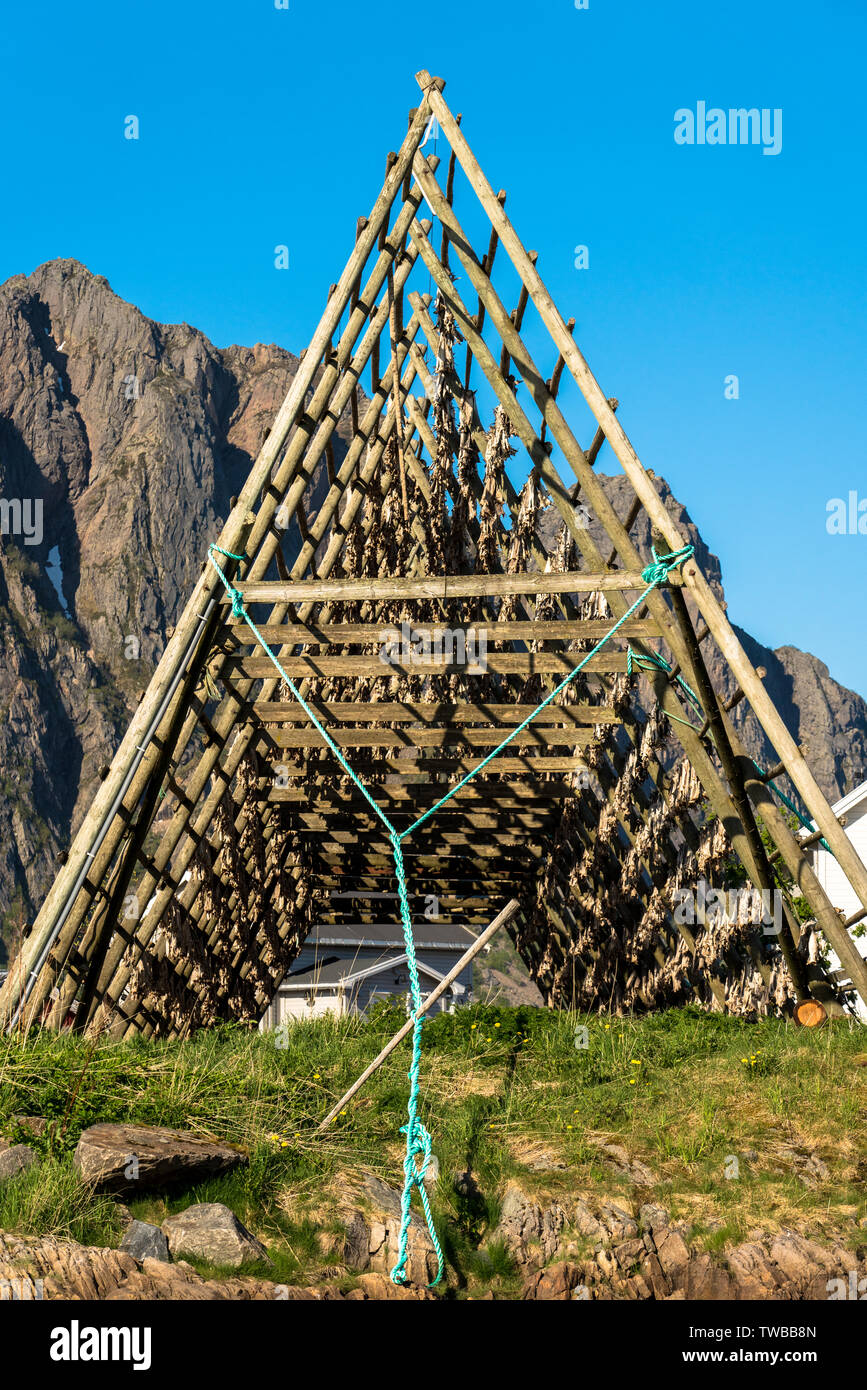 Fish drying racks, Svolvaer, Lofoten Islands,Norway. The cod is dried ...