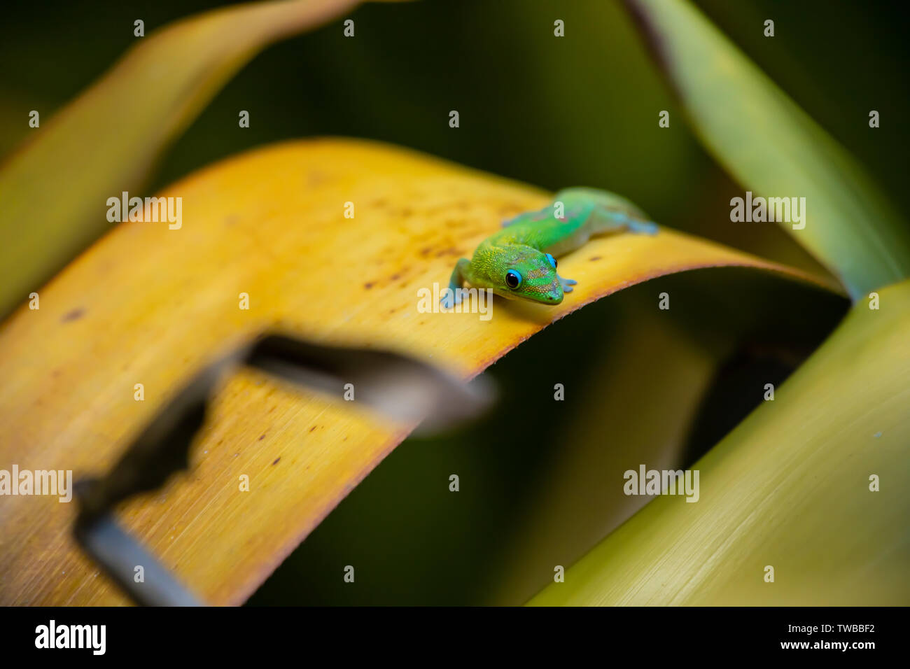 A small green gecko lizard on a yellow leaf in the tropical Hawaiian rain forest Stock Photo