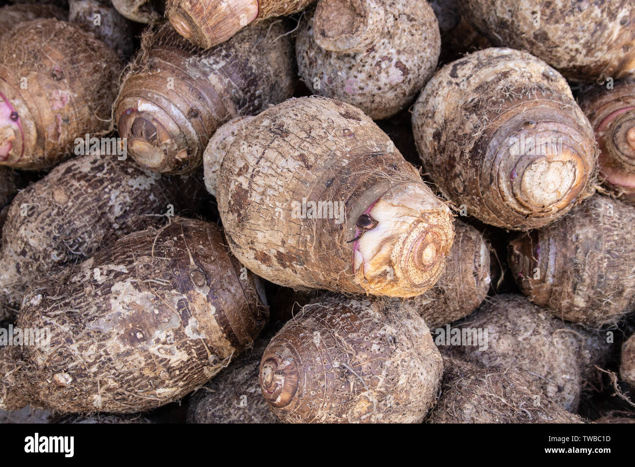 A pile of freshly harvested Taro root for Hawaiian food Stock Photo