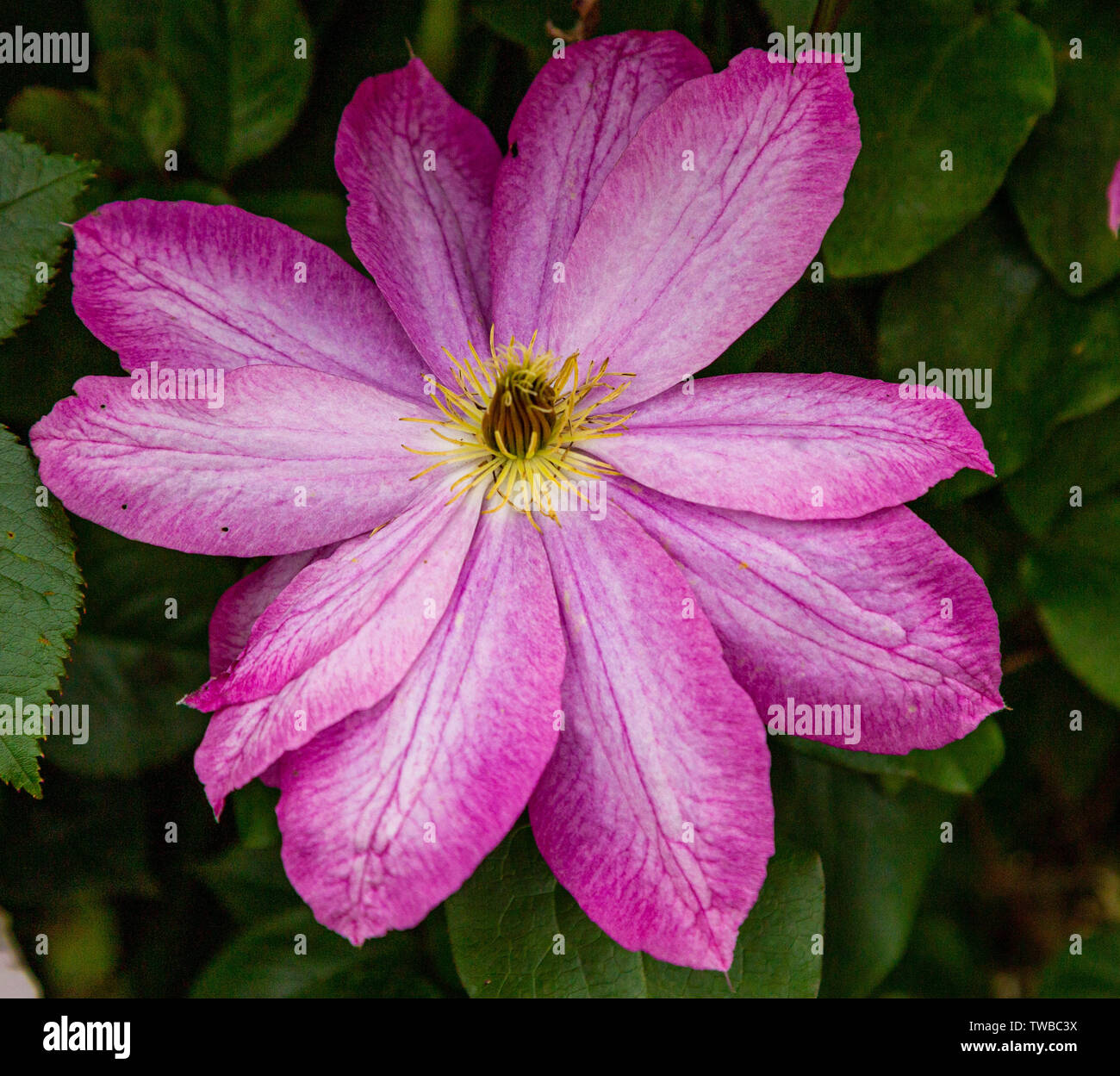 Clematis 'Pink Champagne' flower close up. Stock Photo