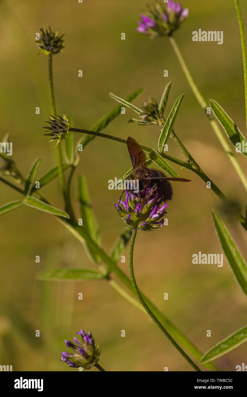 Xylocopa violacea, Violet Carpenter Bee on the Bituminaria bituminosa Flower Stock Photo