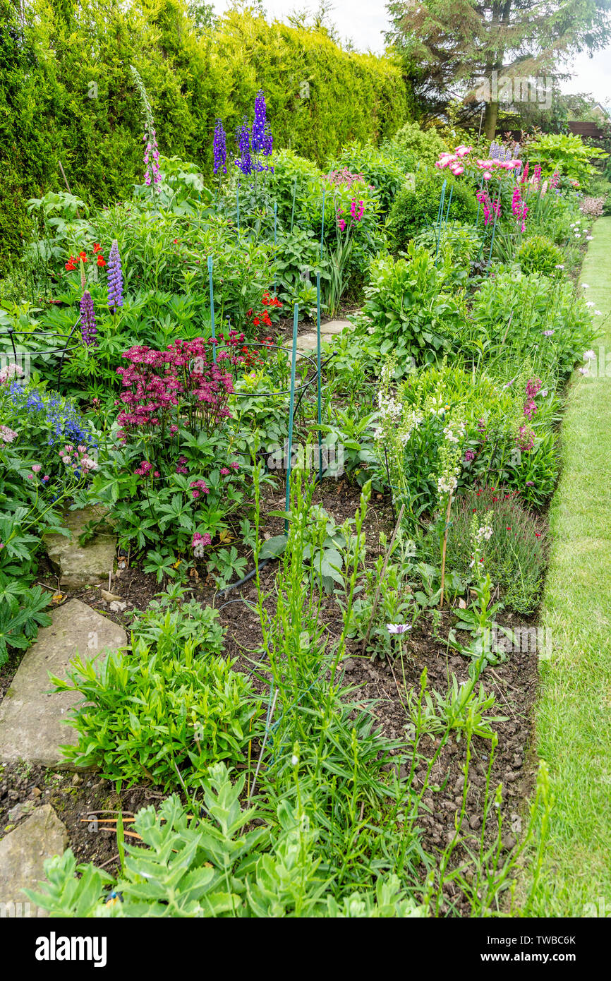 A mixed herbaceous border in Yorkshire. Stock Photo