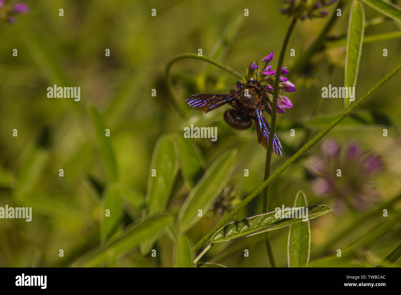 Xylocopa violacea, Violet Carpenter Bee on the Bituminaria bituminosa Flower Stock Photo