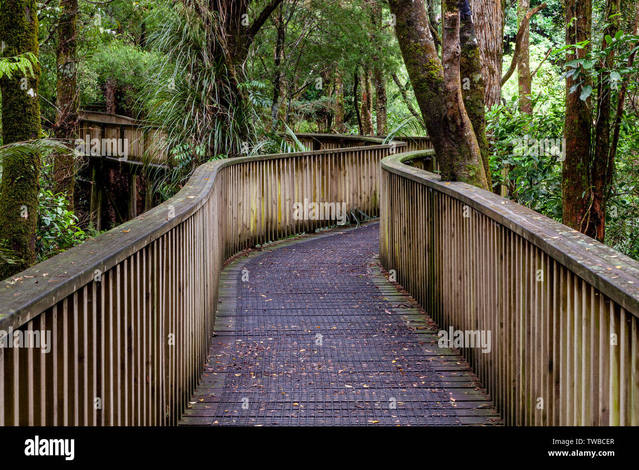 AH Reed Memorial Kauri Walkway, Whangarei, North Island, New Zealand Stock Photo Alamy