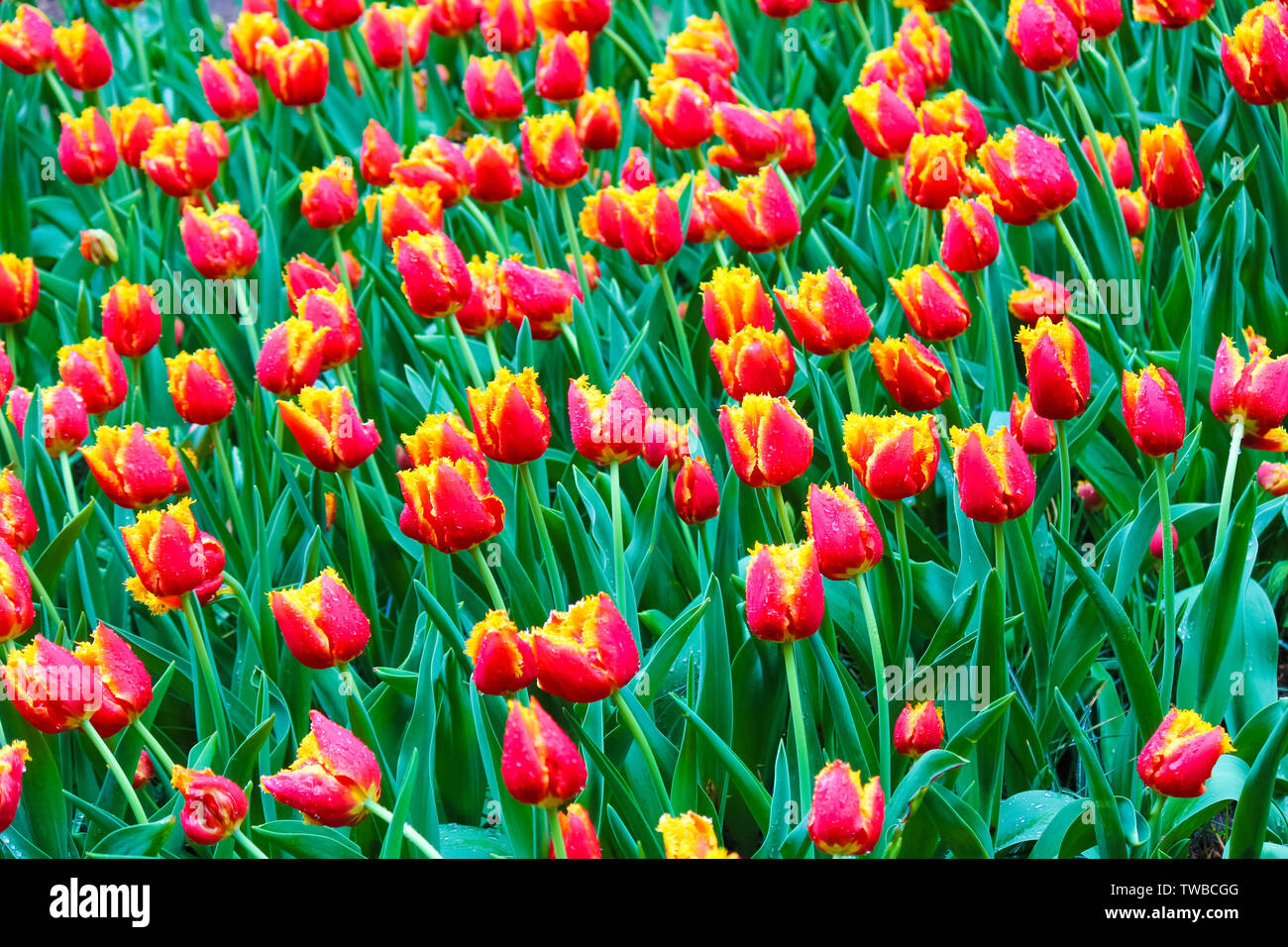 Beautiful bed of flowers with red yellow tulips. Morning dew drops on the colorful petals. Amazing flowers. Dutch tulip. Netherlands concept. Beautiful nature flowers. Stock Photo