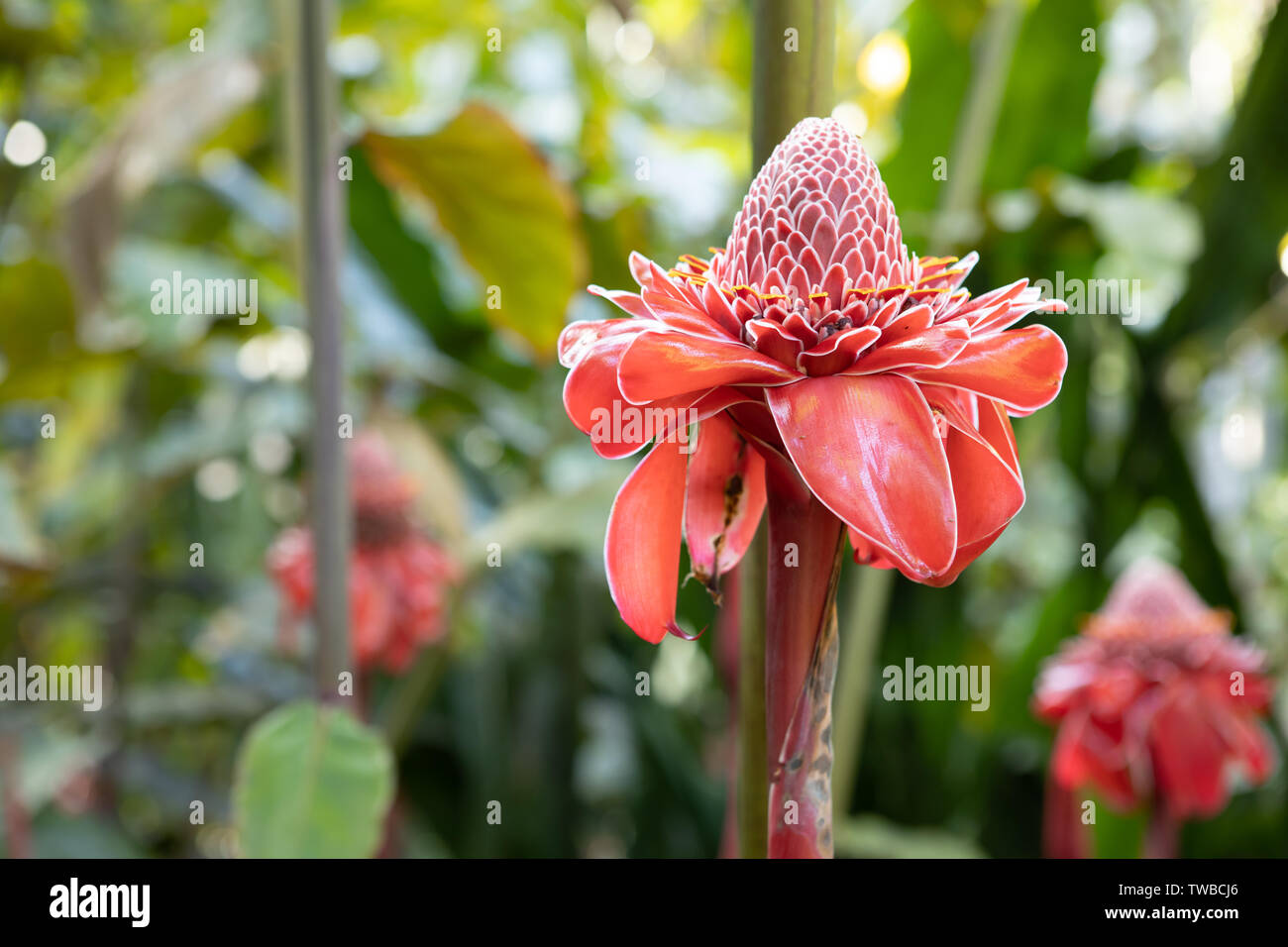A beautiful red torch ginger flower blossom among green foliage in a