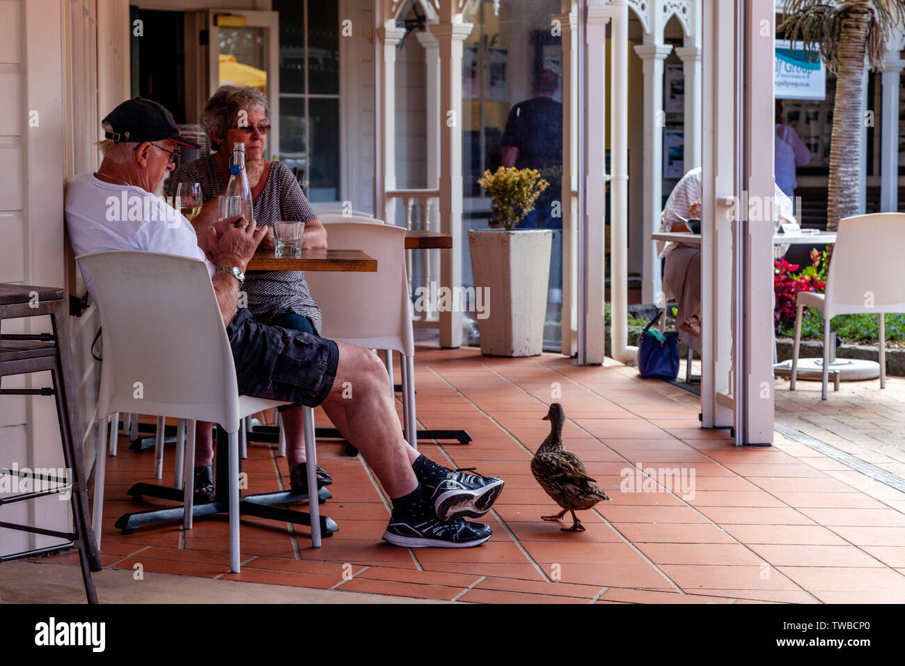 A Senior Couple Sitting At A Cafe As A Duck Walks By, The Town Basin, Whangarei, North Island, New Zealand Stock Photo