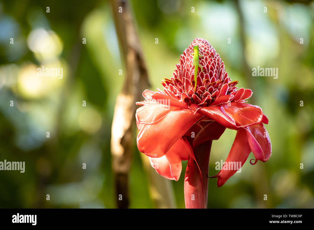 Red torch hi-res stock photography and images - Alamy