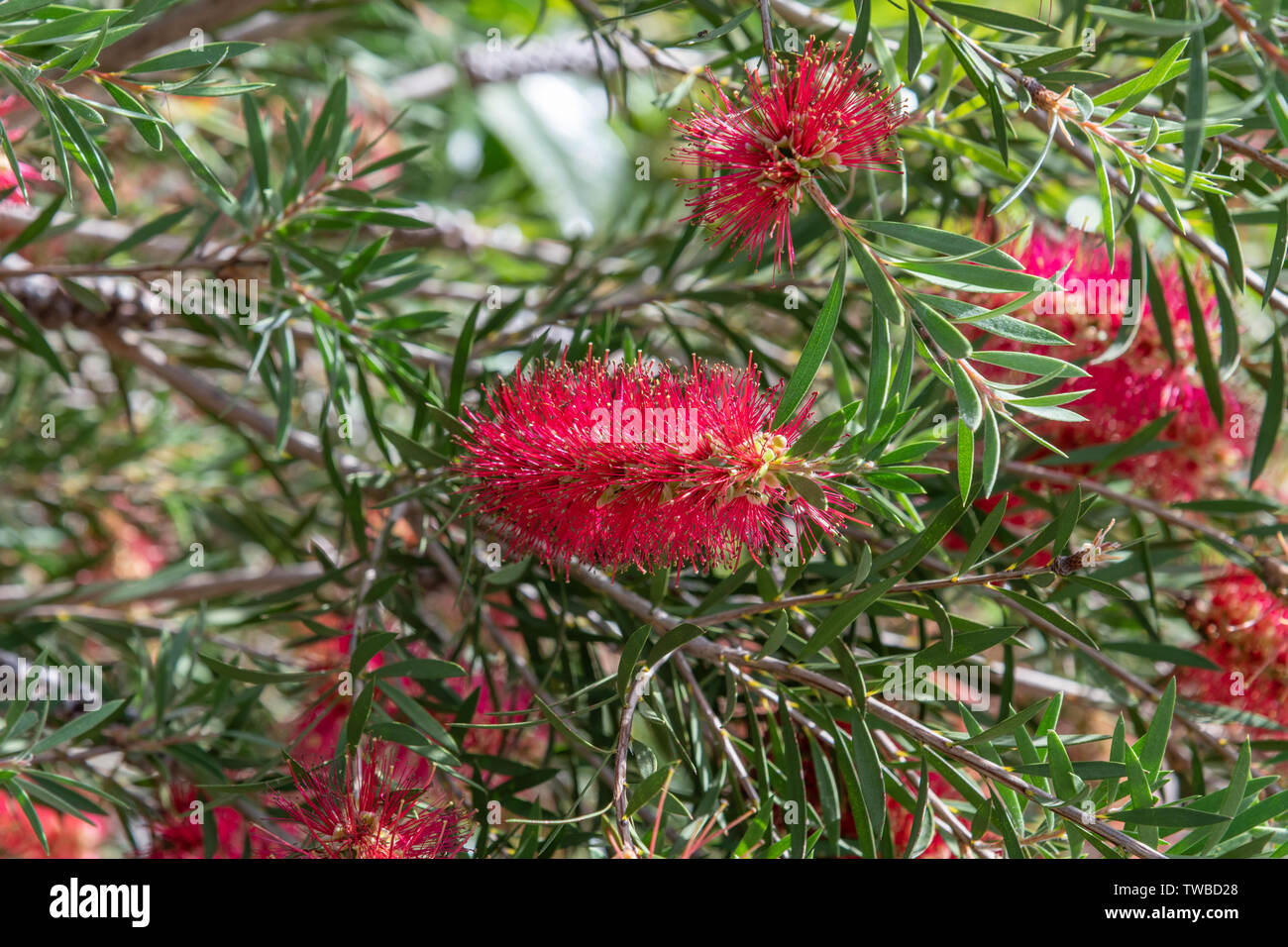 Red bottlebrush tree is Callistemon Stock Photo Alamy