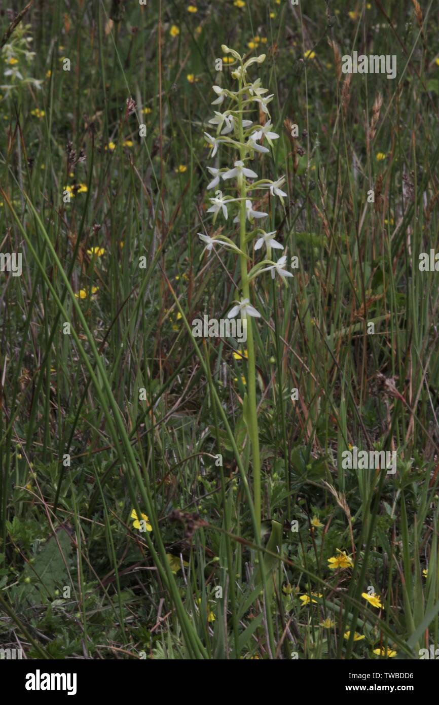 Lesser Butterfly-orchid flowering at Bargerveen, Netherlands Stock Photo
