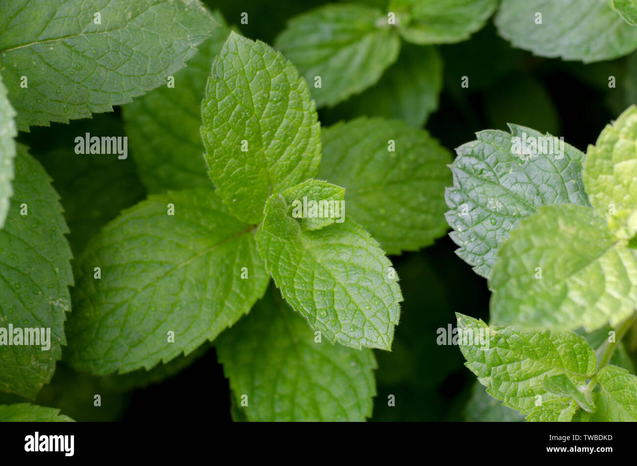 Paper Mint On White Backgroundgreen Paper Stock Photo 683299972