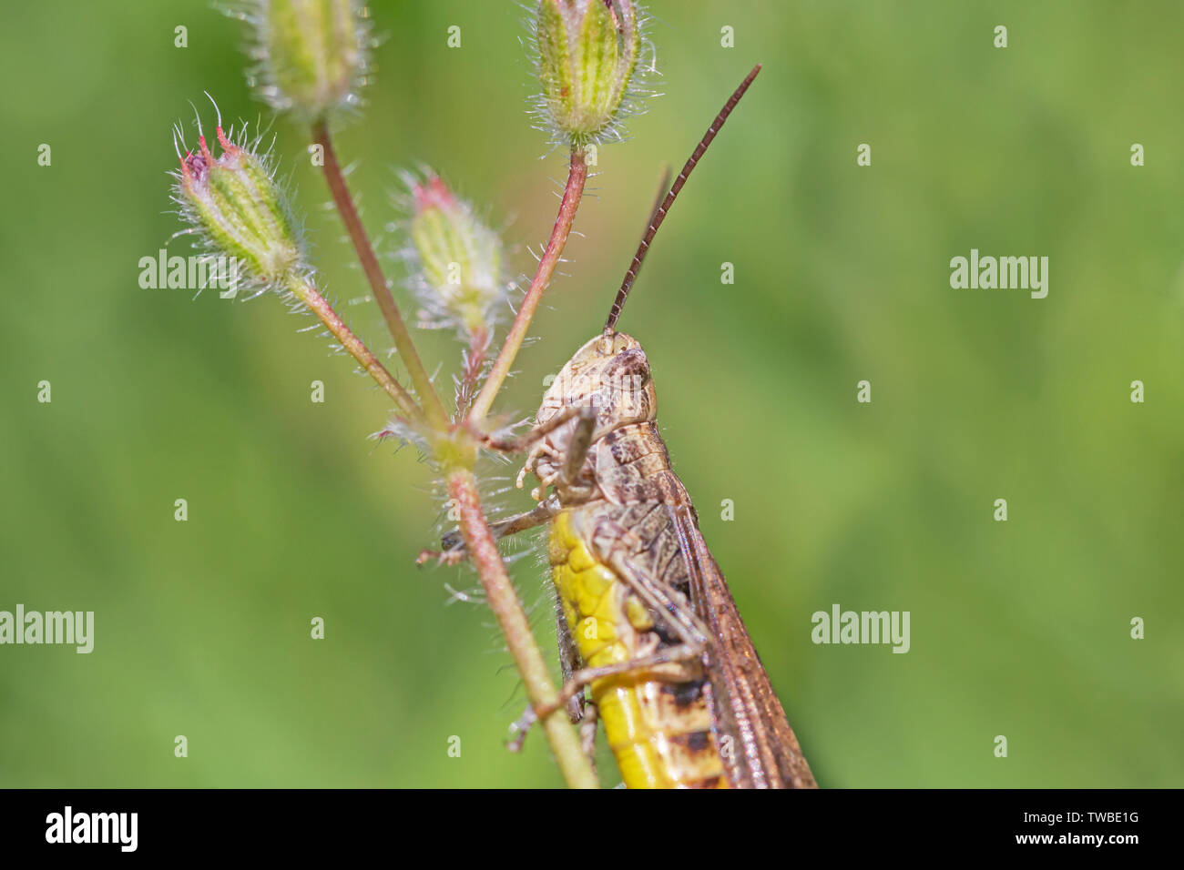 close up of grasshopper sitting on stem of wild flower Stock Photo