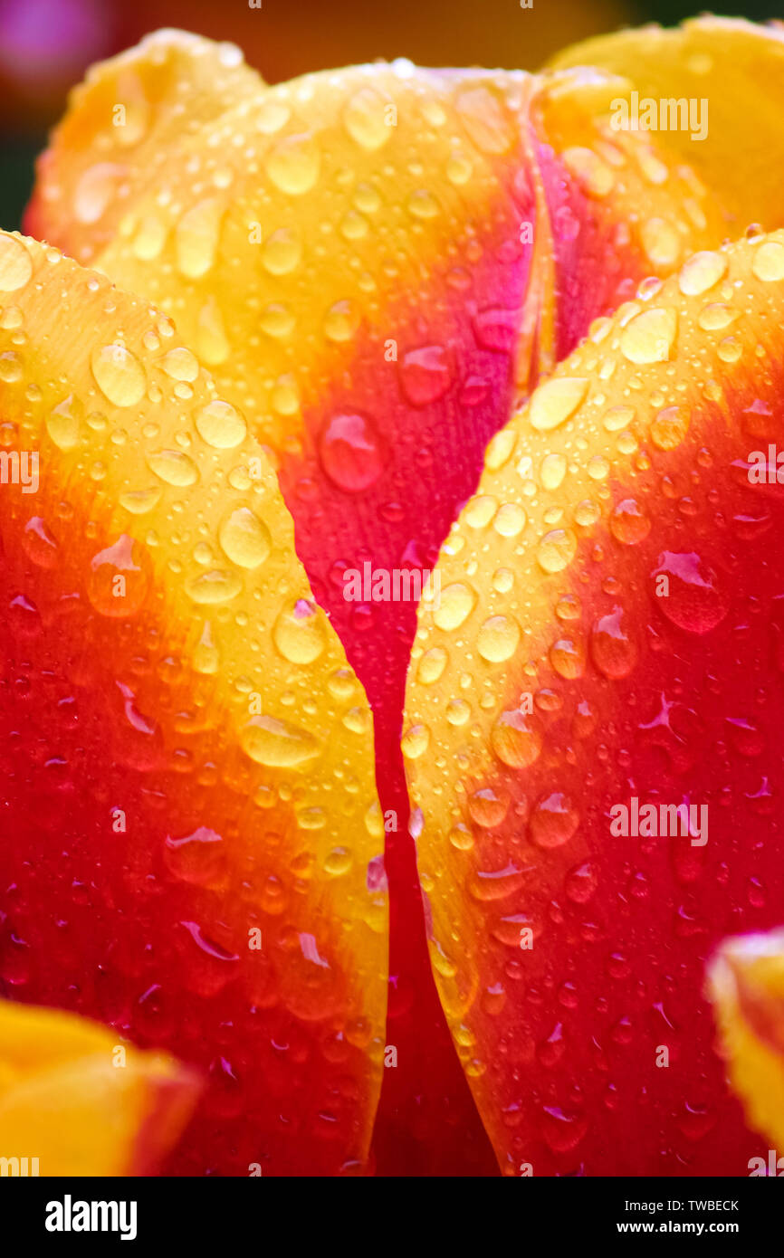 Symbol holland hi-res stock photography and images - Alamy