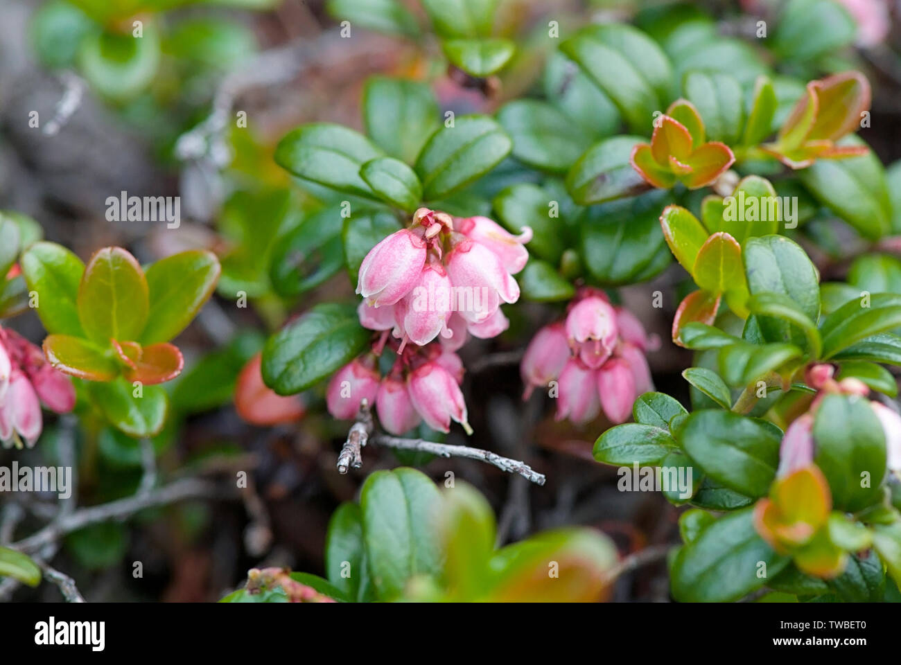 Mountain Cranberry - Vaccinium vitis-idaea - on the side of Alpine Garden Trail in the Presidential Range in the White Mountains, New Hampshire during Stock Photo