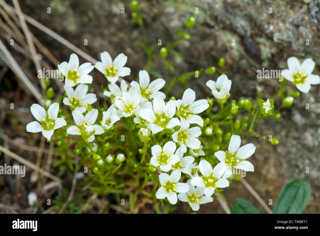Mountain Sandwort -Arenaria Groenlandica- along the Gulfside Trail during the summer months in the White Mountains, New Hampshire. Found at higher ele Stock Photo