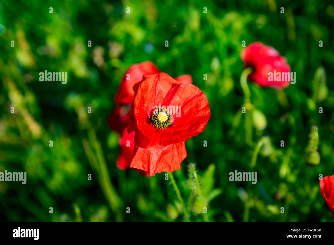 Wild red poppies growing in a natural meadow Stock Photo Alamy