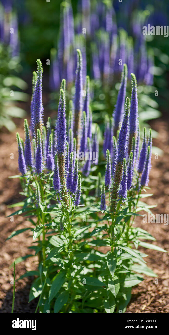Veronica spicata 'Glory' in full bloom spiked speedwell Pseudolysimachion spicatum Stock Photo