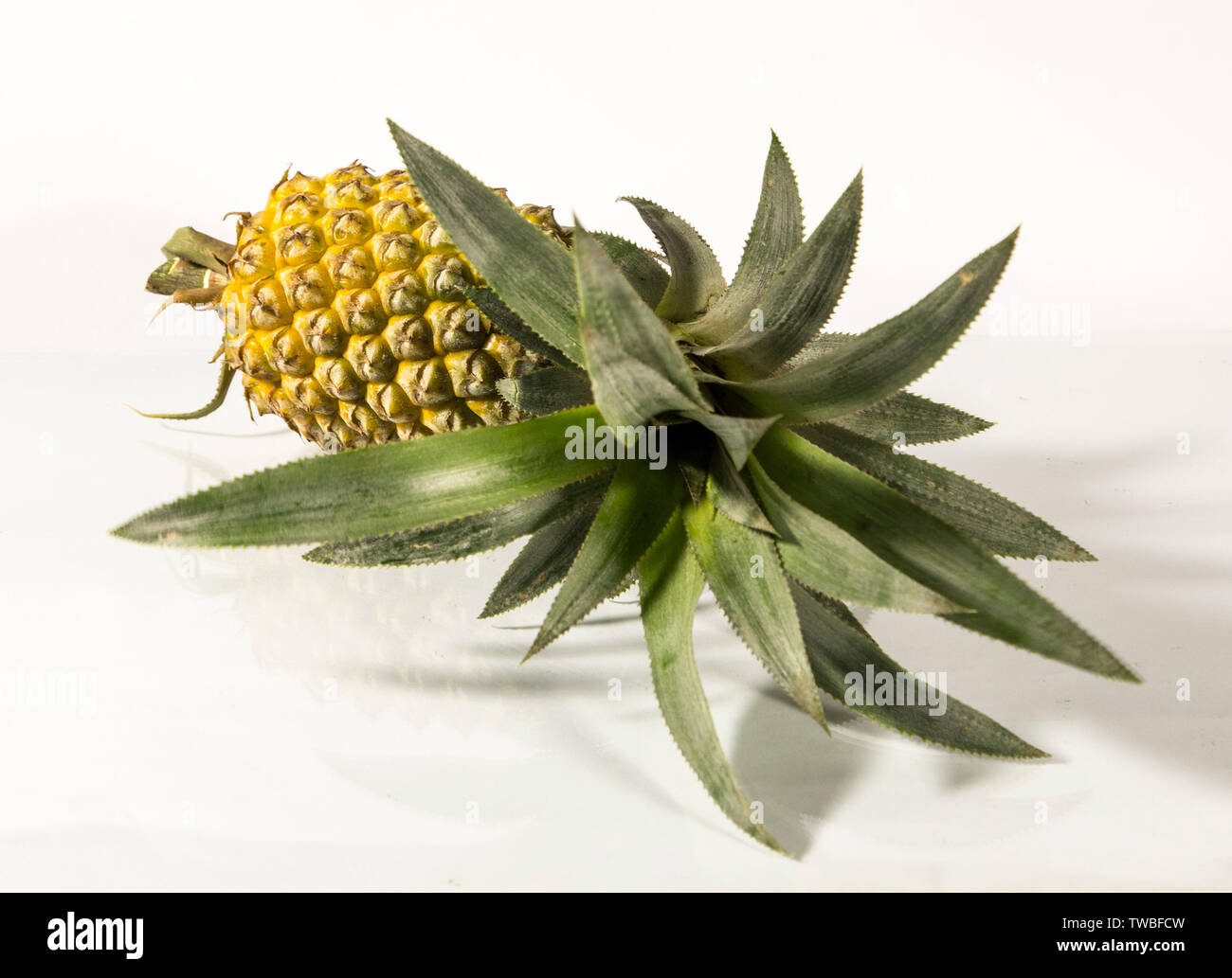 'Fruits of Bangladesh' on Pinterest. See more ideas ... Roselle (plant) - Wikipedia, the free encyclopedia Cash Crop, Antonio Garcia, .... pineapples Stock Photo