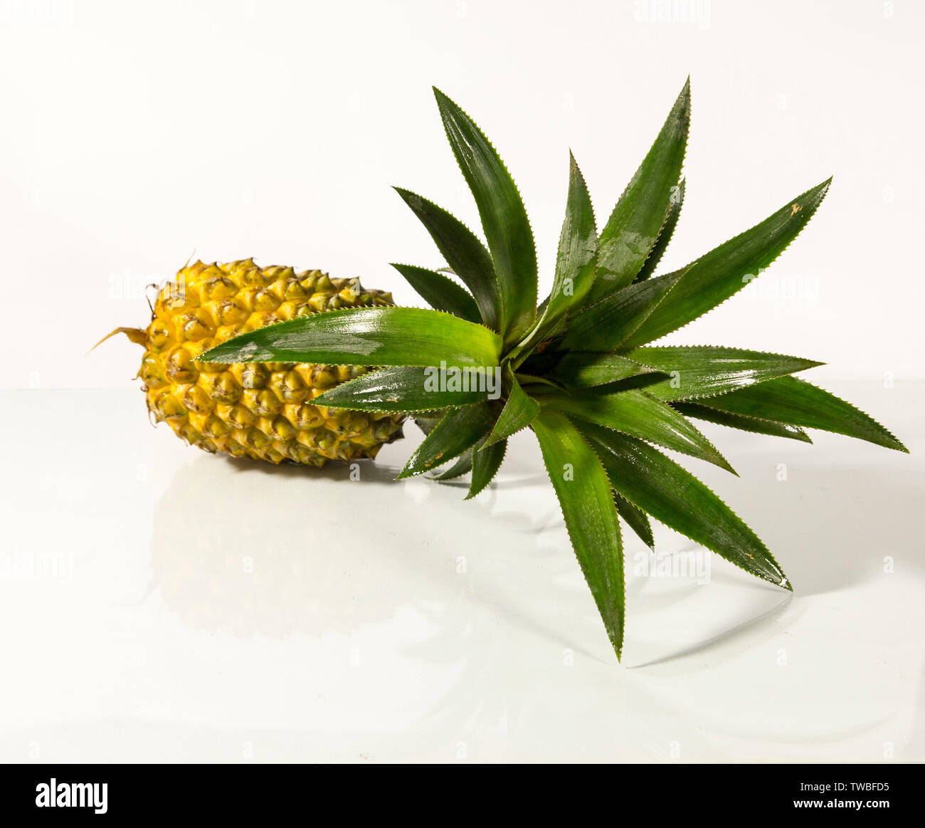 silk succulent plant arrangements Silk Succulents