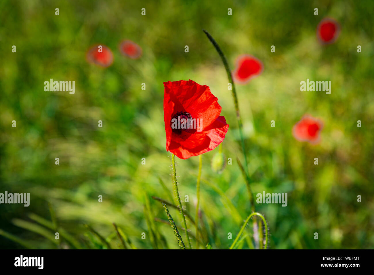 Wild red poppies growing in a natural meadow Stock Photo Alamy