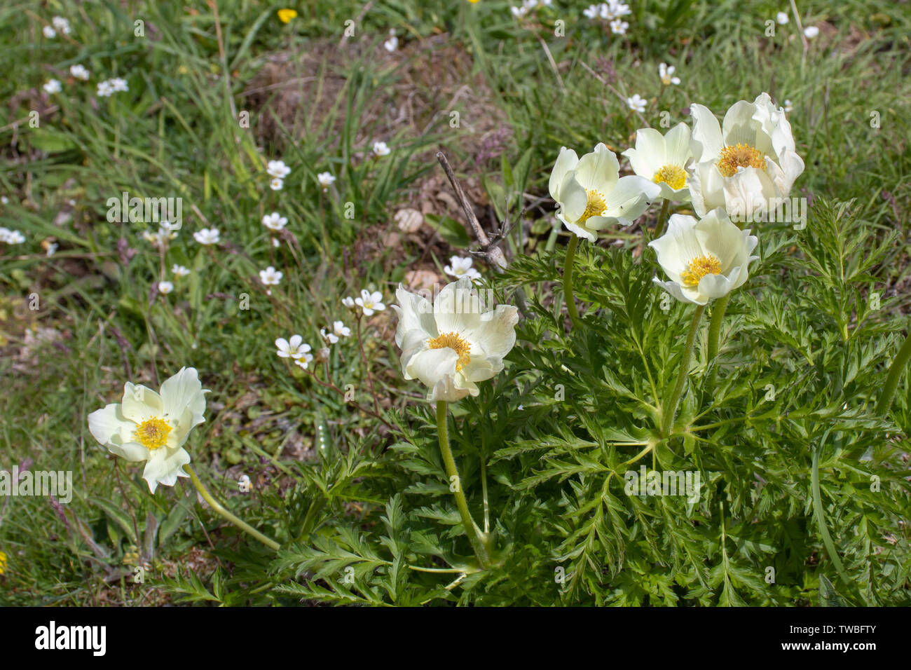 Anemona cantabrica or Anemone pavoniana flowering plant on the alpine meadow Stock Photo