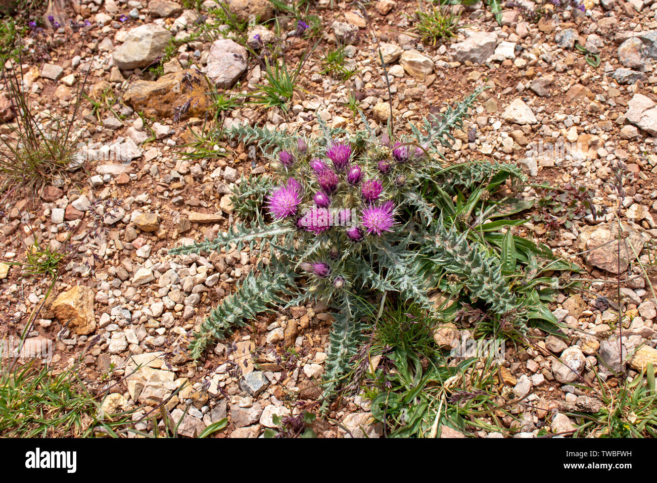 Carduus carpetanus flowering plant with pink flowers on the alpine meadow Stock Photo
