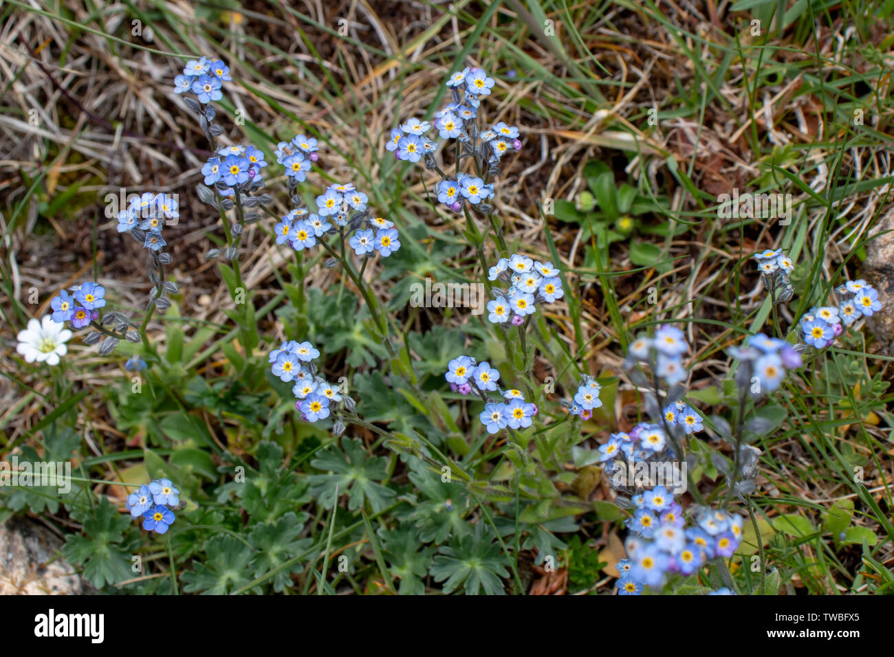 Alpine forget-me-not or Myosotis alpestris flowering plants on the alpine meadow Stock Photo