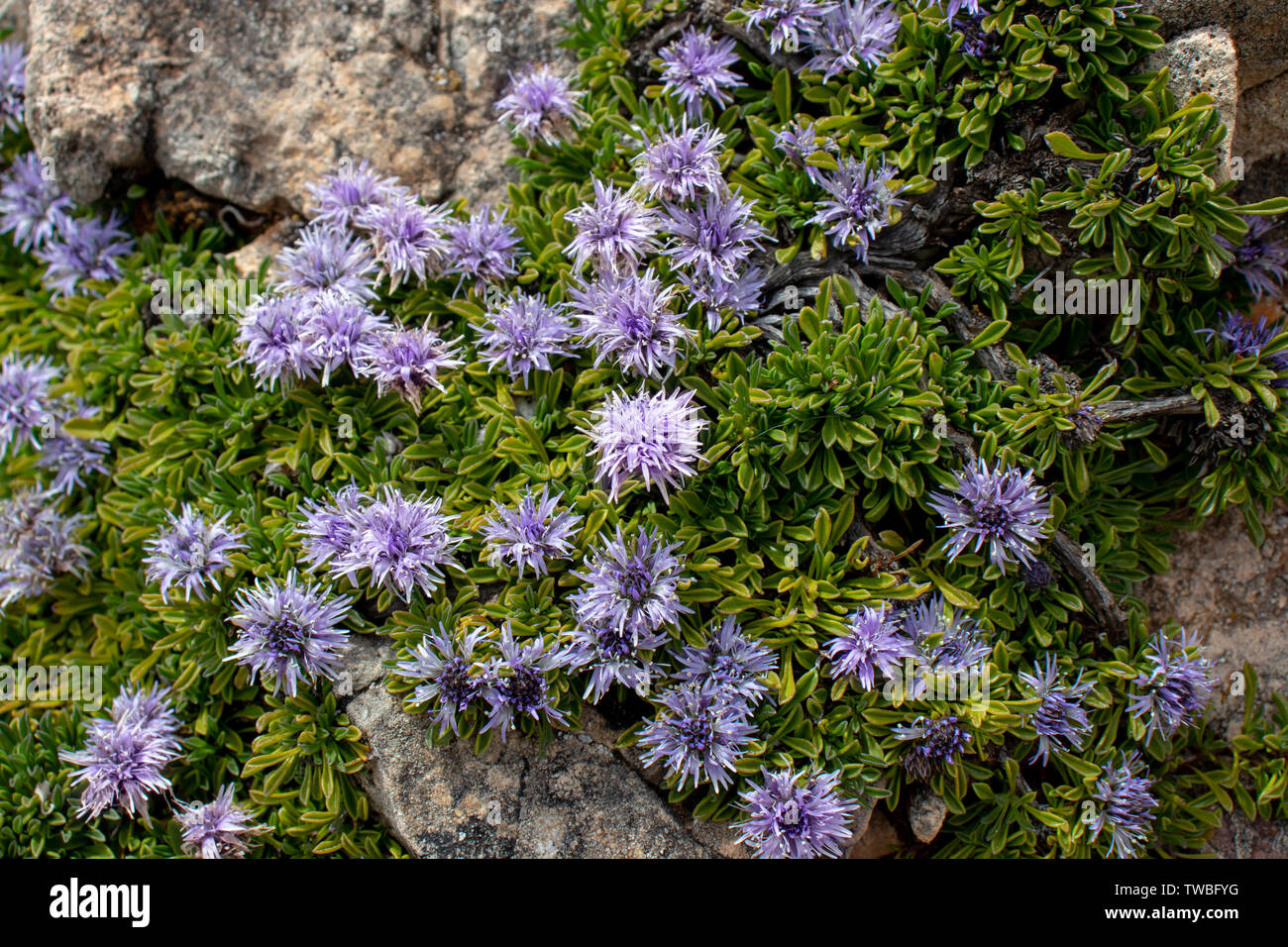 Globularia repens flowering plant covering stone on the mountain meadow. Light violet alpine flowers. Stock Photo