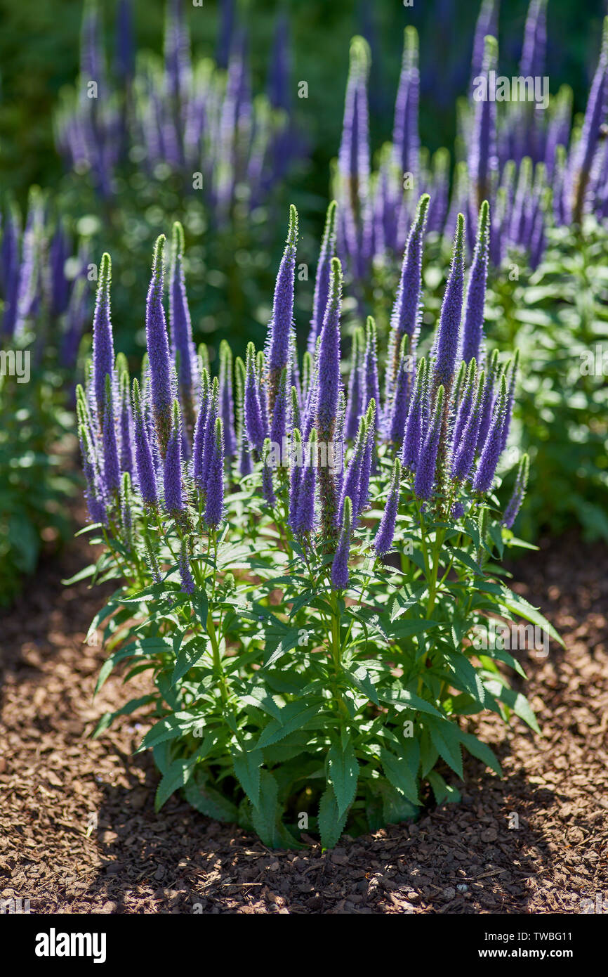 Veronica spicata "Glory" in full bloom spiked speedwell Pseudolysimachion spicatum Stock Photo