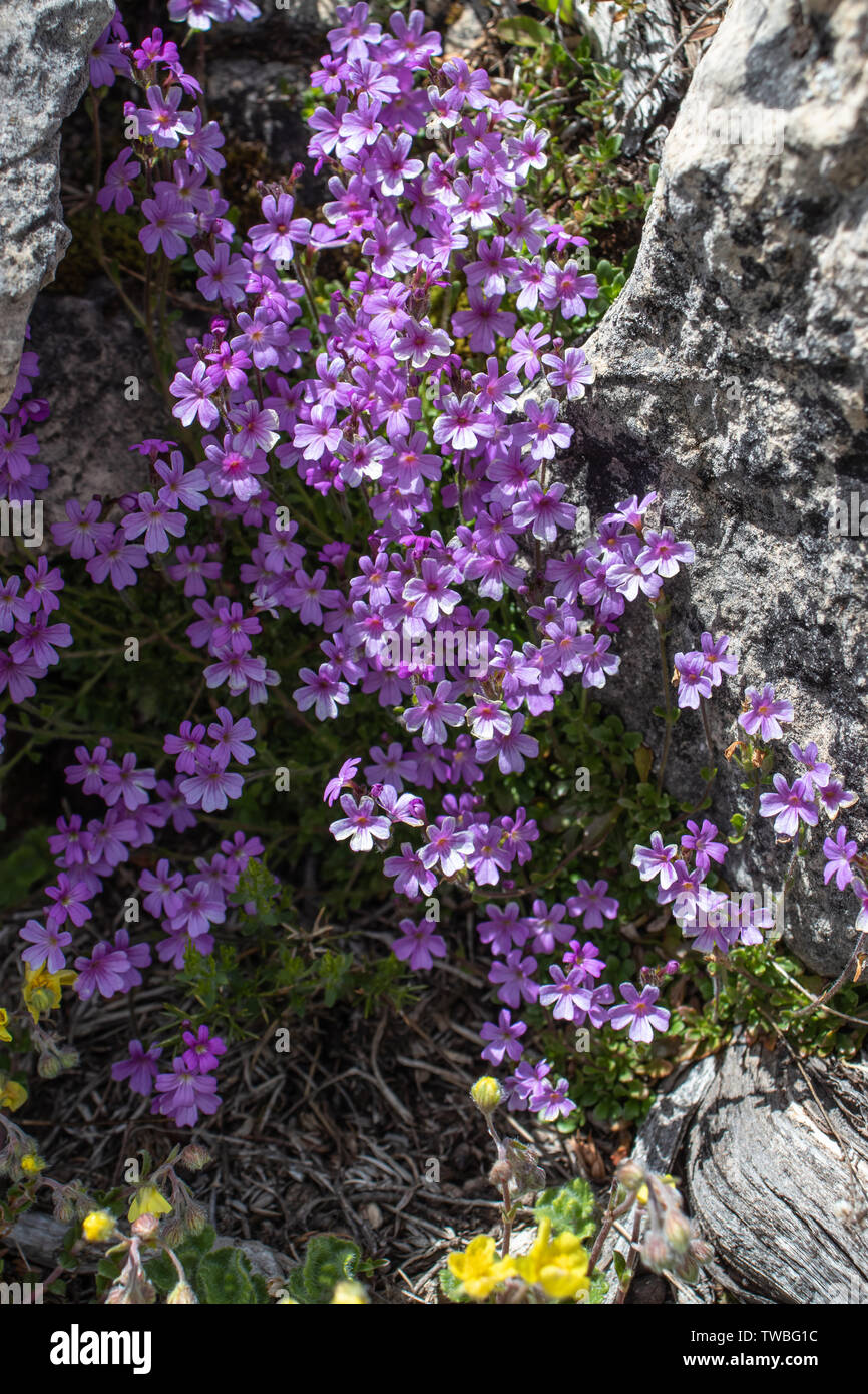 Erinus alpinus, the fairy foxglove, alpine balsam, starflower or liver balsam flowering plant among the stones on the alpine weadow. Stock Photo