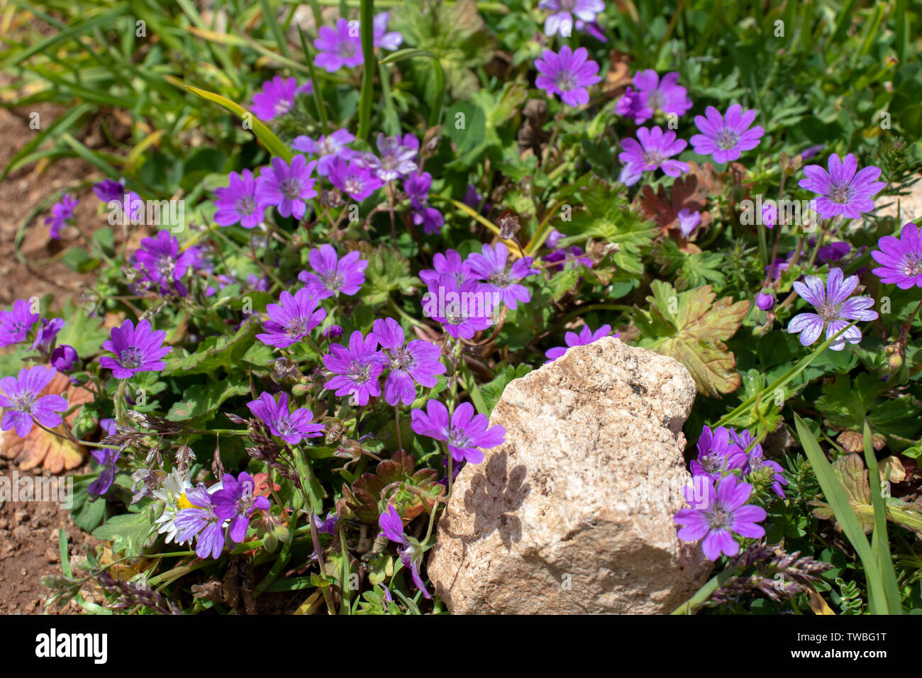 Geranium pyrenaicum flowering plant with purple flowers on the alpine meadow Stock Photo