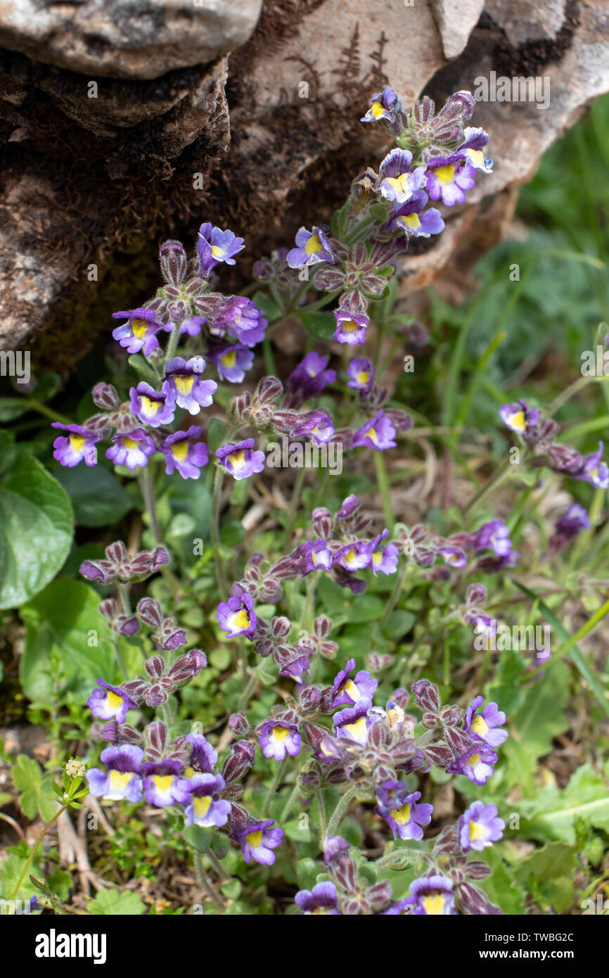 Chaenorhinum origanifolium flowering plant among the stones on the alpine weadow. Stock Photo