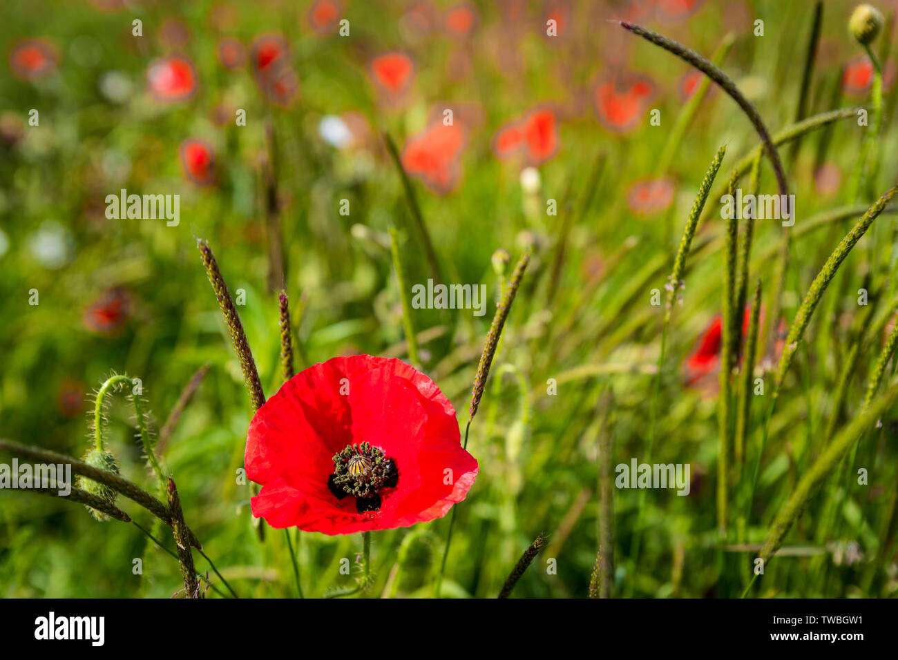 Wild red poppies growing in a natural meadow Stock Photo Alamy