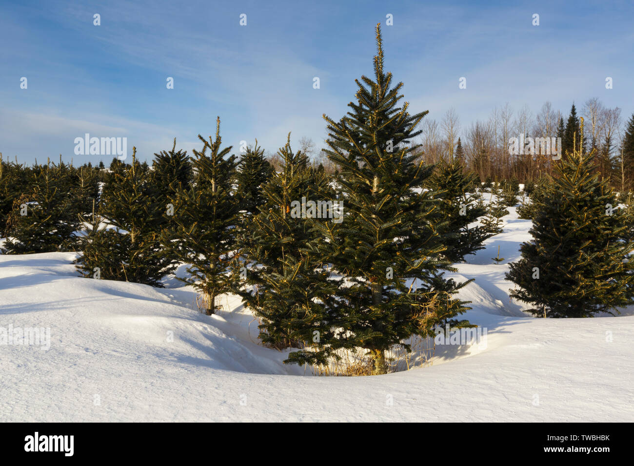 Fraser fir hi-res stock photography and images - Alamy
