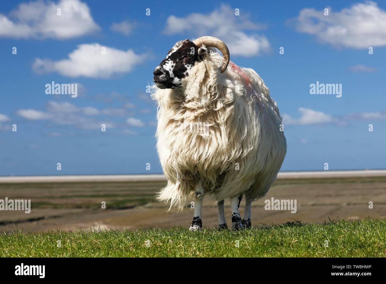 Domestic long-haired ram (Ovis gmelini aries) stands on dike against blue cloudy sky, Schleswig-Holstein, Germany Stock Photo