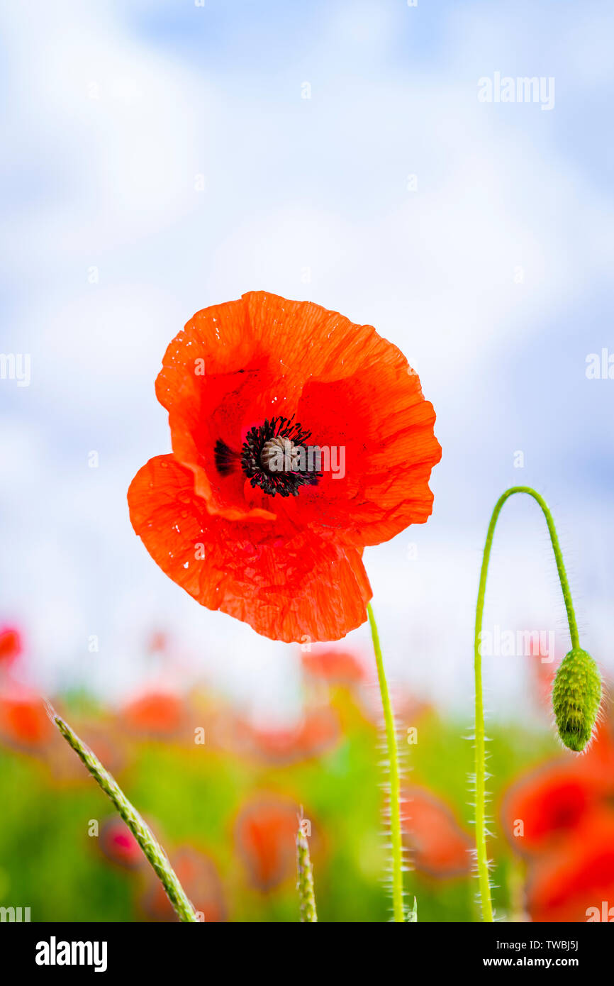 Remembrance Sunday Background Red Poppies Growing In The Cotswolds Uk Wild Flowers And A Symbol Of Rememberance Stock Photo Alamy